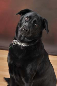 labrador