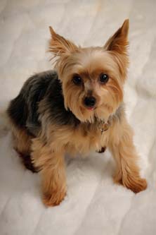 boxxer dog